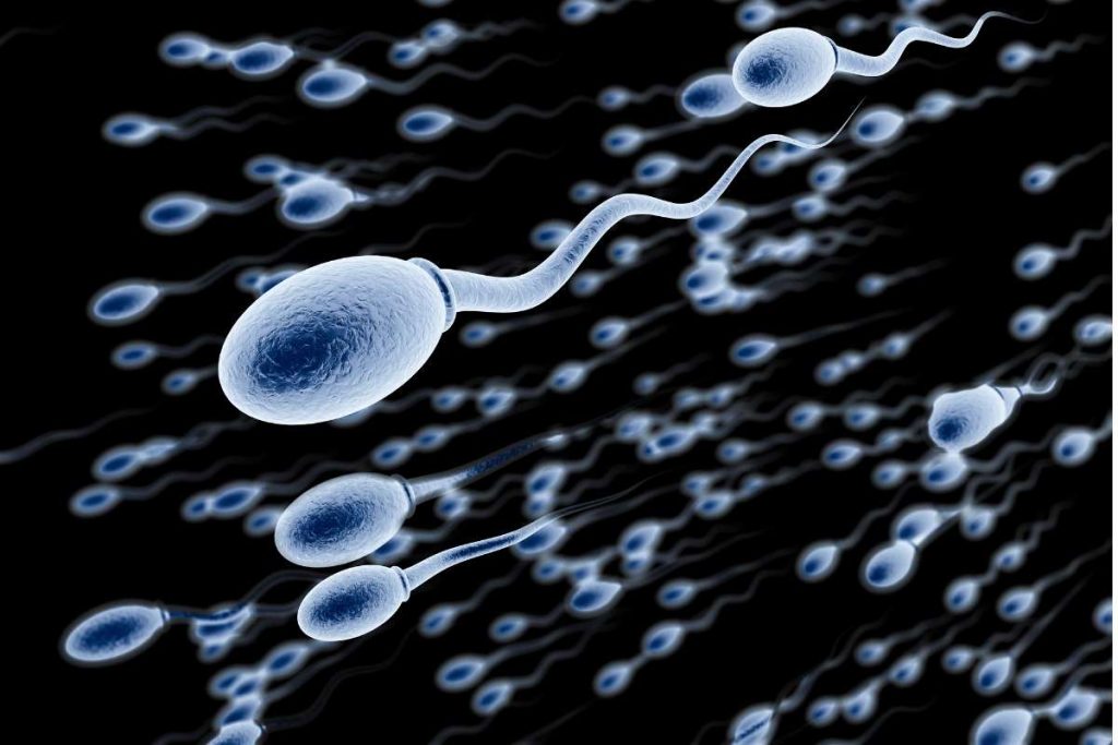 Jelaskan pengertian fertilisasi dan proses kehamilan