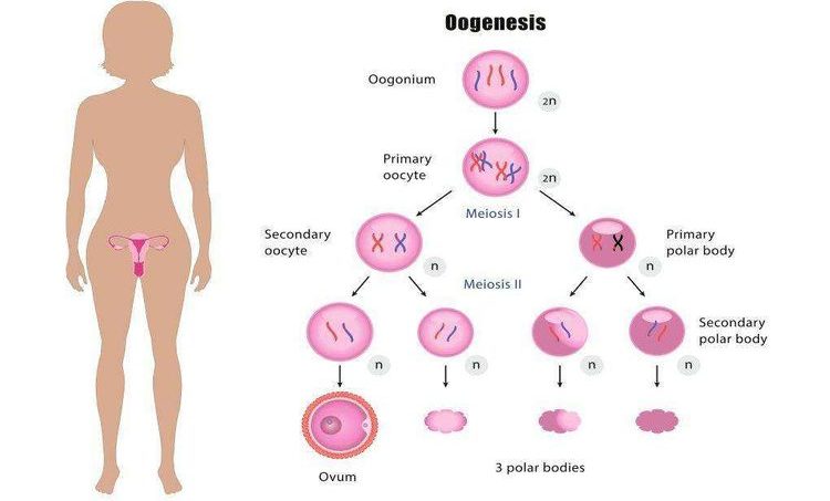 oogenesis adalah