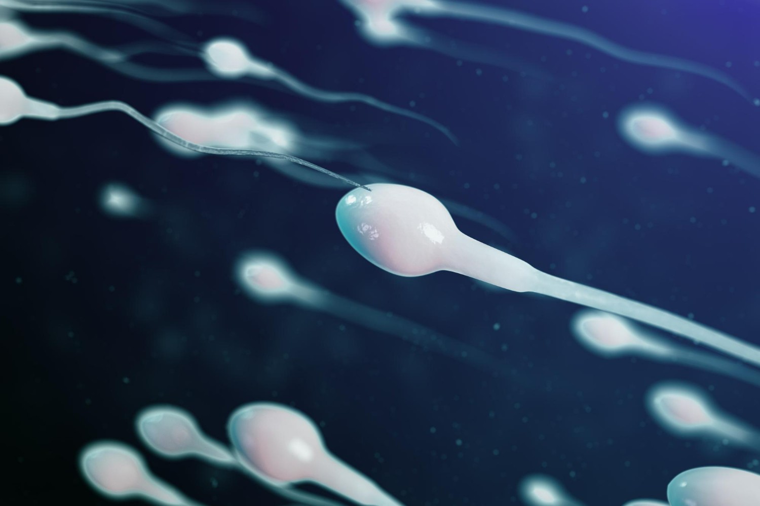 увеличению качества спермы фото 53
