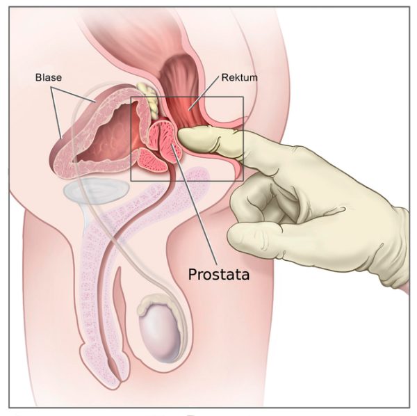 Fungsi Kelenjar Prostat