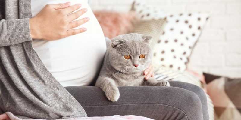 Bahaya Bulu Kucing Mitos atau Fakta yang Harus Diwaspadai